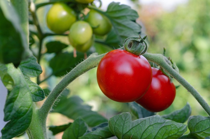 tomate