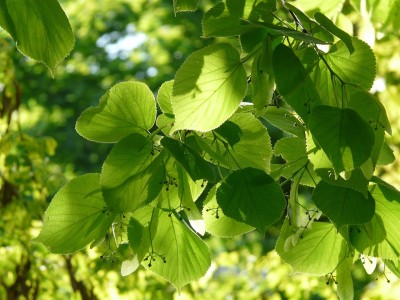 fleurs de tilleul